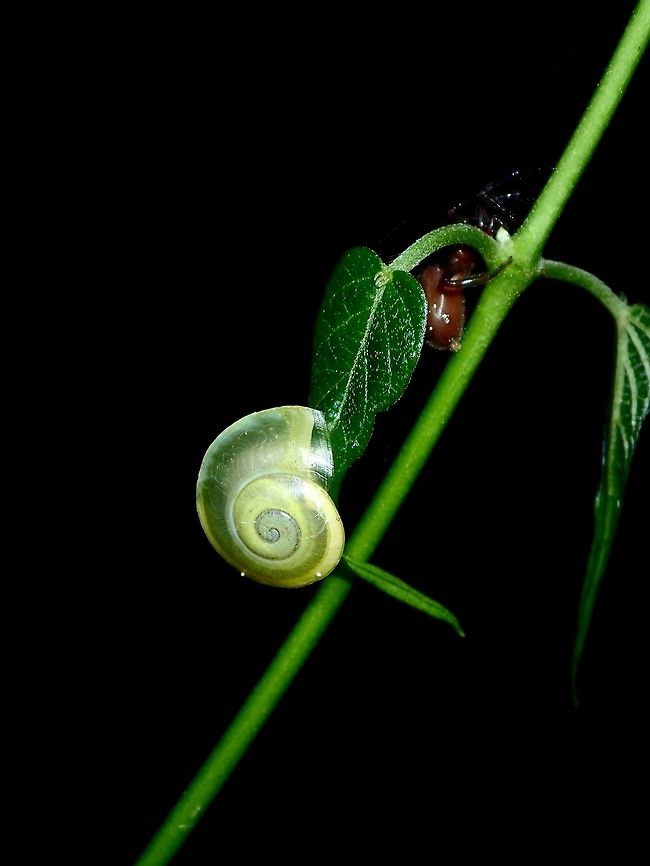 Golden Baby Junenile Snail, goldish/yellowish in colour with a band of green. Geotagged,Philippines,Snail,Subic Bay,Summer