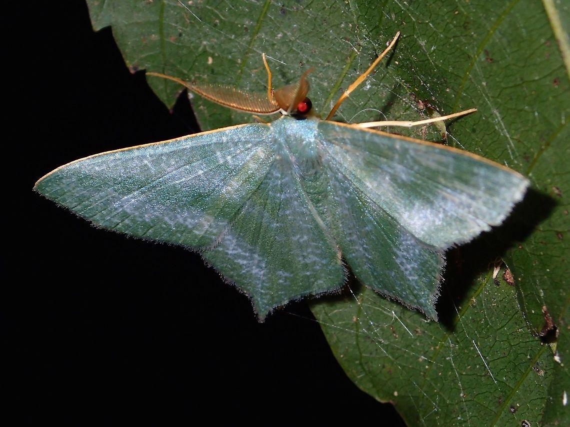 Geometrid Moth -Maxates sp This is a Geometrid Moth. Geometrid Moth,Geotagged,Maxates,Maxates sp,Moth,Philippines,Subic Bay,Summer