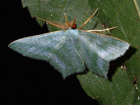 Geometrid Moth -Maxates sp This is a Geometrid Moth. Geometrid Moth,Geotagged,Maxates,Maxates sp,Moth,Philippines,Subic Bay,Summer