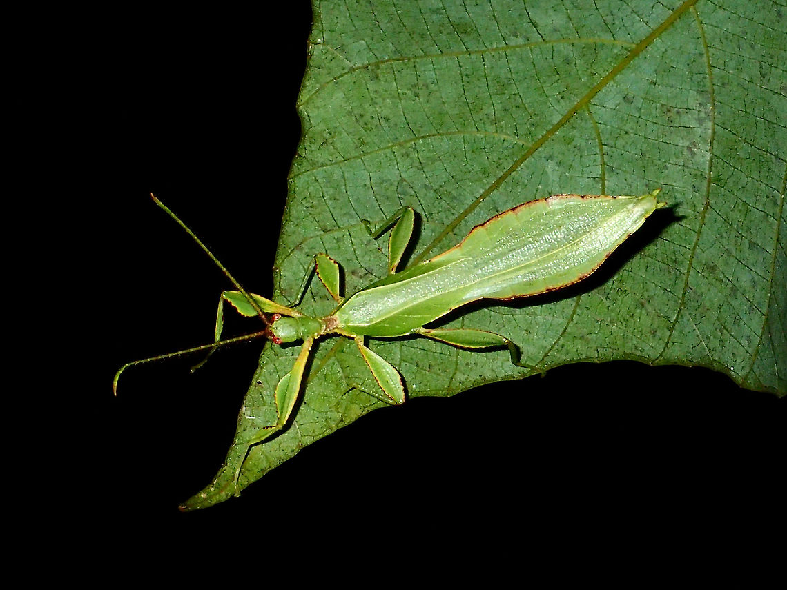 Male Leaf This is a male Leaf Insect, Phyllium philippinicum.<br />
He has full wings and is capable of short flights.  Usually, the males will fly around to look for females when they are adults.  The females are not capable of flight, thus, they have to wait for the males to pay them a visit :D Geotagged,Leaf Insect,Philippines,Phyllium,Phyllium philippinicum,Subic Bay,Summer,Walking Leaf Insect
