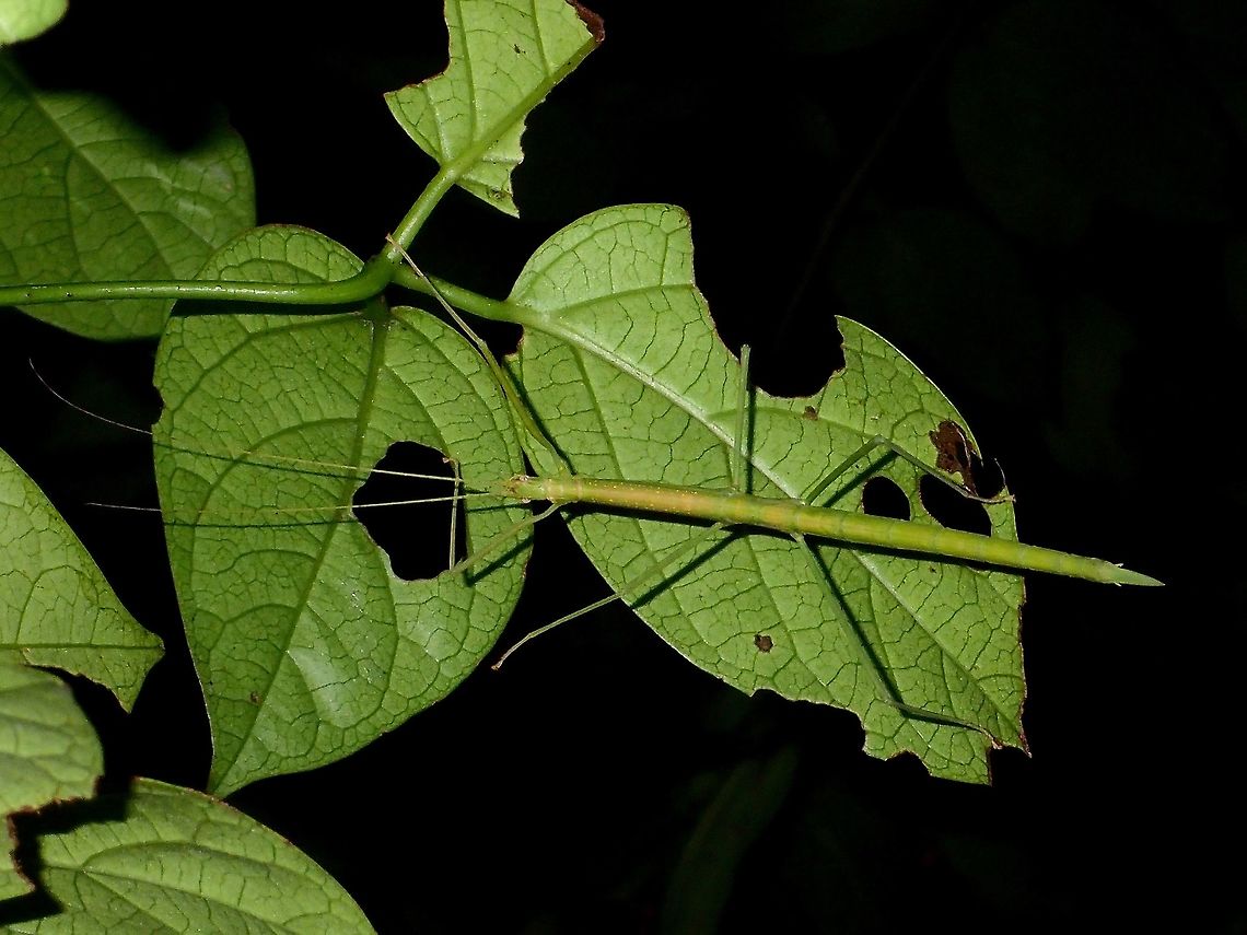 Green Female This is a female Phasmid of the species Rhamphosipyloidea gorkomi.<br />
She is the green form, sometimes, they can be found in brown form, whereas they Males are always in brown.<br />
<br />
Picture of the Female in brown form can be seen here :<br />
<br />
<figure class="photo"><a href="https://www.jungledragon.com/image/45496/stick_insect_phasmid_-_rhamphosipyloidea_gorkomi_brown_female.html" title="Stick Insect, Phasmid - Rhamphosipyloidea gorkomi, Brown Female"><img src="https://s3.amazonaws.com/media.jungledragon.com/images/2994/45496_thumb.jpg?AWSAccessKeyId=05GMT0V3GWVNE7GGM1R2&Expires=1769040010&Signature=LMLej0E8sQyY1WZ3rgMpmpWU080%3D" width="114" height="152" alt="Stick Insect, Phasmid - Rhamphosipyloidea gorkomi, Brown Female This is a female Phasmid of the species Rhamphosipyloidea gorkomi.<br />
She is the brown form, sometimes, they can be found in green form, whereas they Males are always in brown.<br />
<br />
Picture of Green Female can be seen here :<br />
<br />
https://www.jungledragon.com/image/45390/green_female.html<br />
 Geotagged,Gorkom's Stick Insect,Phasmid,Philippines,Rhamphosipyloidea gorkomi,Stick Insect,Subic Bay,summer" /></a></figure><br />
Picture of the male of this species can be seen here :<br />
<br />
<figure class="photo"><a href="https://www.jungledragon.com/image/45382/stick_insect_phasmid_-_rhamphosipyloidea_gorkomi.html" title="Stick Insect, Phasmid - Rhamphosipyloidea gorkomi"><img src="https://s3.amazonaws.com/media.jungledragon.com/images/2994/45382_thumb.jpg?AWSAccessKeyId=05GMT0V3GWVNE7GGM1R2&Expires=1769040010&Signature=t%2BBfR5kC4ANCGZmSz5NbMriwNw0%3D" width="200" height="150" alt="Stick Insect, Phasmid - Rhamphosipyloidea gorkomi This is a Male Phasmid of the species Rhamphosipyloidea gorkomi.<br />
Although the holotype of this species was found in Mindoro Island, this Spotting is from Subic Bay, Luzon.<br />
In term of appearance, both Mindoro and Luzon appears to be the same.<br />
<br />
Picture of the female of this species can be seen here :<br />
<br />
https://www.jungledragon.com/image/45390/green_female.html<br />
 Geotagged,Gorkom's Stick Insect,Phasmid,Philippines,Rhamphosipyloidea gorkomi,Stick Insect,Subic Bay,Summer" /></a></figure><br />
<br />
 Geotagged,Gorkom's Stick Insect,Phasmid,Philippines,Rhamphosipyloidea gorkomi,Subic Bay,Summer