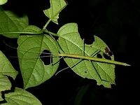 Green Female This is a female Phasmid of the species Rhamphosipyloidea gorkomi.<br />
She is the green form, sometimes, they can be found in brown form, whereas they Males are always in brown.<br />
<br />
Picture of the Female in brown form can be seen here :<br />
<br />
https://www.jungledragon.com/image/45496/stick_insect_phasmid_-_rhamphosipyloidea_gorkomi_brown_female.html<br />
Picture of the male of this species can be seen here :<br />
<br />
https://www.jungledragon.com/image/45382/stick_insect_phasmid_-_rhamphosipyloidea_gorkomi.html<br />
<br />
 Geotagged,Gorkom's Stick Insect,Phasmid,Philippines,Rhamphosipyloidea gorkomi,Subic Bay,Summer
