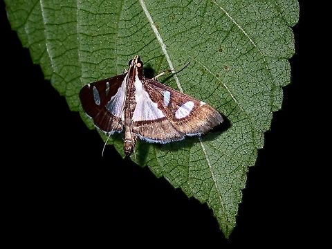 Crambid Moth - Glyphodes sp.  Crambid Moth,Geotagged,Glyphodes,Glyphodes sp,Moth,Philippines,Subic Bay,Summer