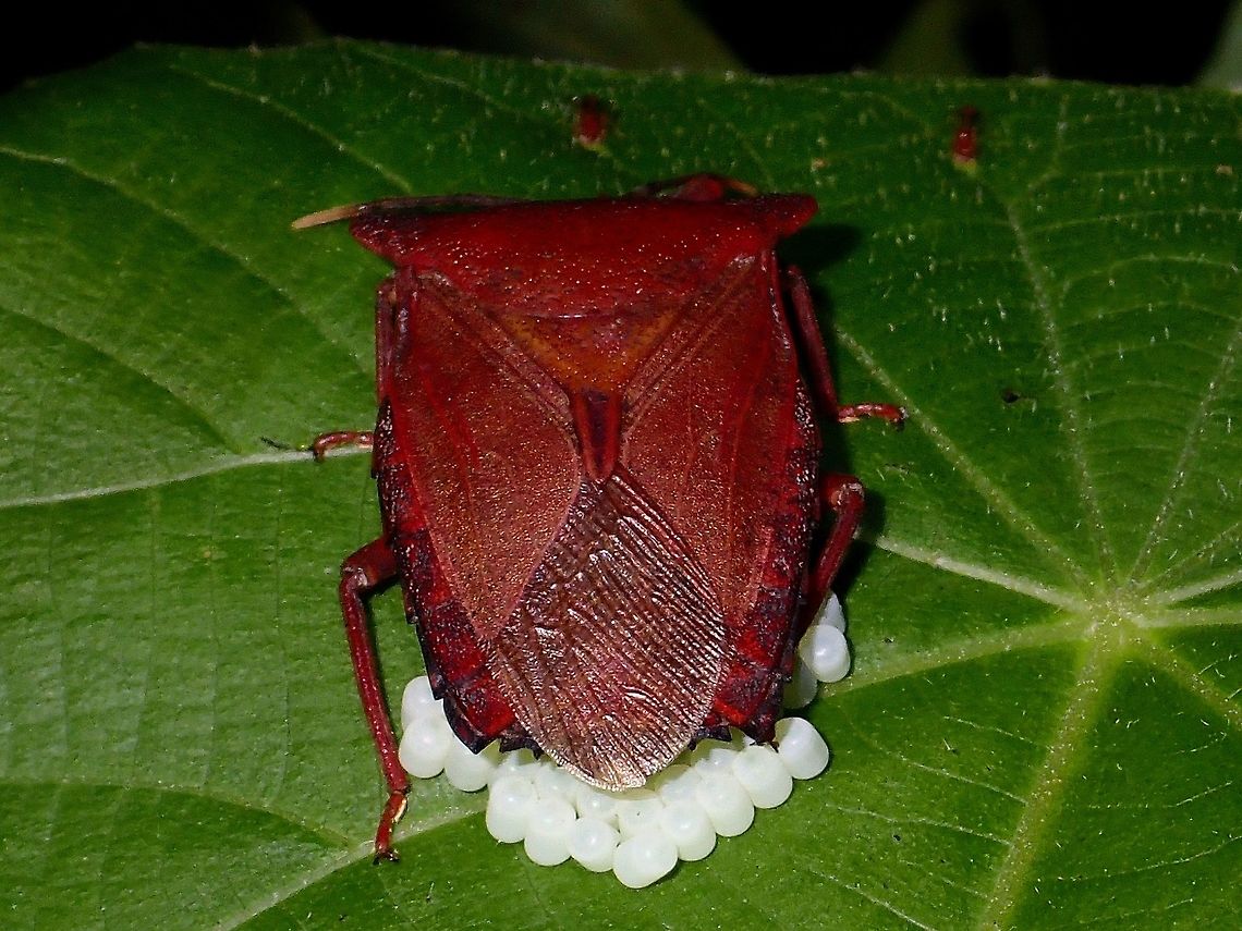 Giant Stink/Shield Bug Saw 3 of this Giant Stink Bug during a night walk and all 3 of them were brooding their eggs.<br />
The white stuff under the abdomen are their eggs.  This Stink bugs are known to brood and take care of the eggs although their efforts are not 100% full proof.  Occasionally, Parasitoid Wasps will lay their own eggs on the eggs of this Shield Bugs. Geotagged,Giant Shield Bug,Giant Stink Bug,Philippines,Pygoplatys longiceps,Shield Bug,Stink Bug,Subic Bay,Summer