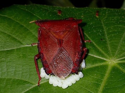 Giant Stink/Shield Bug Saw 3 of this Giant Stink Bug during a night walk and all 3 of them were brooding their eggs.
The white stuff under the abdomen are their eggs.  This Stink bugs are known to brood and take care of the eggs although their efforts are not 100% full proof.  Occasionally, Parasitoid Wasps will lay their own eggs on the eggs of this Shield Bugs. Geotagged,Giant Shield Bug,Giant Stink Bug,Philippines,Pygoplatys longiceps,Shield Bug,Stink Bug,Subic Bay,Summer