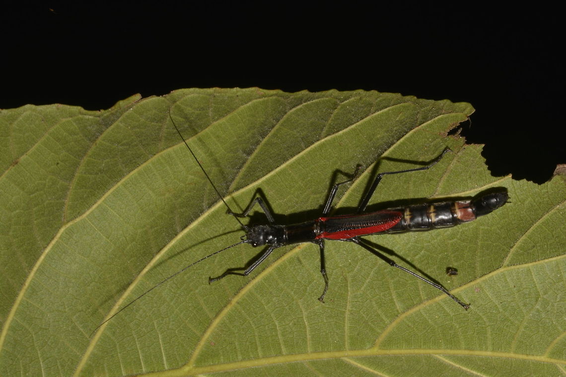 Black-and-Red Stick Insect - Female This is a female Phasmid of the species Orthomeria kangi, newly described in February 2016 and named after me.<br />
<br />
The female of this species and other species under the genus of Orthomeria has shortened wings and are not capable of flights.  The distinctive feature of this species is the red wings.  The body is almost all black although brown variations have been seen before, but not often.<br />
<br />
Male of this species can be seen here :<br />
<br />
<figure class="photo"><a href="https://www.jungledragon.com/image/45403/black-and-red_stick_insect_-_male.html" title="Black-and-Red Stick Insect - Male"><img src="https://s3.amazonaws.com/media.jungledragon.com/images/2994/45403_thumb.jpg?AWSAccessKeyId=05GMT0V3GWVNE7GGM1R2&Expires=1767225610&Signature=9v3YP1juJAiB6xypTcVuQQvROys%3D" width="200" height="128" alt="Black-and-Red Stick Insect - Male This is a male Phasmid of the species Orthomeria kangi.<br />
The distinctive feature of this species is the red wings.  Males of this species have full wings and are capable of short flights.  The body is all black in colour.  Unlike the females, have to yet to observe the brown variation in the males.<br />
<br />
The female of this species can be seen here :<br />
<br />
https://www.jungledragon.com/image/45402/black-and-red_stick_insect.html<br />
 Benguet,Black-and-Red Stick Insect,Geotagged,Orthomeria kangi,Phasmid,Philippines,Spring,Stick Insect" /></a></figure><br />
 Benguet,Fall,Geotagged,Kang Stick Insect,Orthomeria kangi,Phasmid,Philippines,Stick Insect