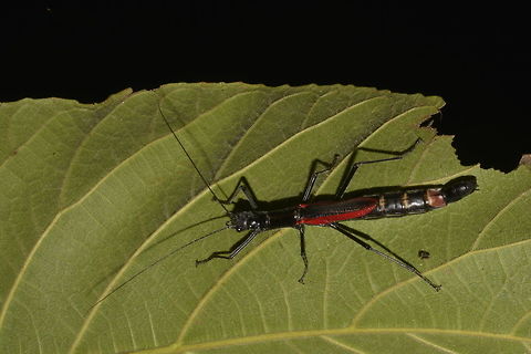 Black-and-Red Stick Insect - Female This is a female Phasmid of the species Orthomeria kangi, newly described in February 2016 and named after me.

The female of this species and other species under the genus of Orthomeria has shortened wings and are not capable of flights.  The distinctive feature of this species is the red wings.  The body is almost all black although brown variations have been seen before, but not often.

Male of this species can be seen here :

https://www.jungledragon.com/image/45403/black-and-red_stick_insect_-_male.html
 Benguet,Fall,Geotagged,Kang Stick Insect,Orthomeria kangi,Phasmid,Philippines,Stick Insect