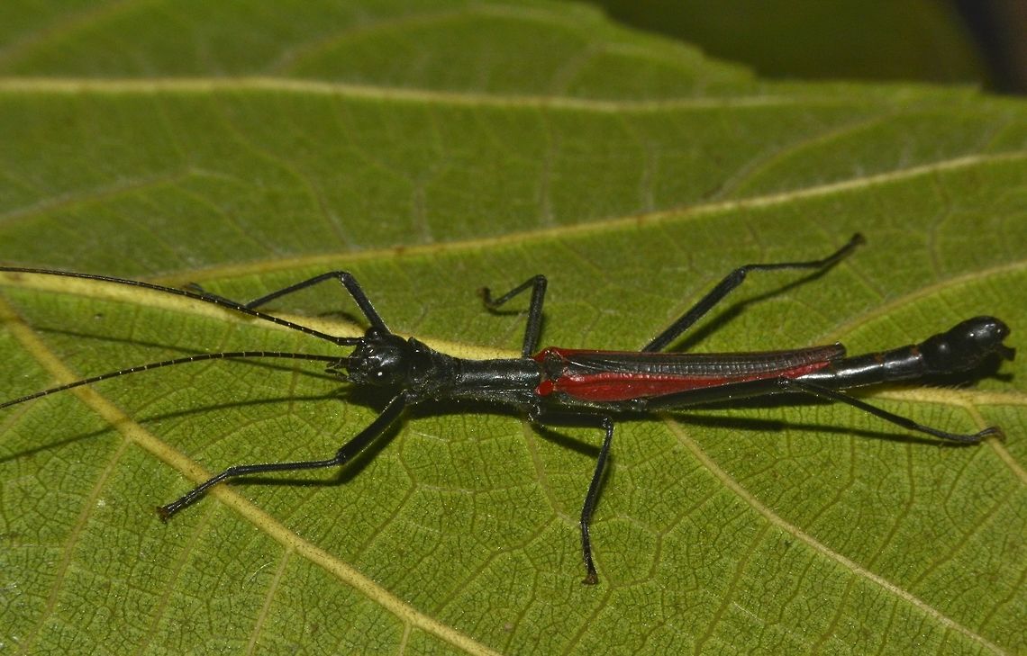 Black-and-Red Stick Insect - Male This is a male Phasmid of the species Orthomeria kangi.<br />
The distinctive feature of this species is the red wings.  Males of this species have full wings and are capable of short flights.  The body is all black in colour.  Unlike the females, have to yet to observe the brown variation in the males.<br />
<br />
The female of this species can be seen here :<br />
<br />
<figure class="photo"><a href="https://www.jungledragon.com/image/45402/black-and-red_stick_insect_-_female.html" title="Black-and-Red Stick Insect - Female"><img src="https://s3.amazonaws.com/media.jungledragon.com/images/2994/45402_thumb.JPG?AWSAccessKeyId=05GMT0V3GWVNE7GGM1R2&Expires=1767225610&Signature=%2BwncZ7cdo3KNFRjvQ0Jt3kqrrRk%3D" width="200" height="134" alt="Black-and-Red Stick Insect - Female This is a female Phasmid of the species Orthomeria kangi, newly described in February 2016 and named after me.<br />
<br />
The female of this species and other species under the genus of Orthomeria has shortened wings and are not capable of flights.  The distinctive feature of this species is the red wings.  The body is almost all black although brown variations have been seen before, but not often.<br />
<br />
Male of this species can be seen here :<br />
<br />
https://www.jungledragon.com/image/45403/black-and-red_stick_insect_-_male.html<br />
 Benguet,Fall,Geotagged,Kang Stick Insect,Orthomeria kangi,Phasmid,Philippines,Stick Insect" /></a></figure><br />
 Benguet,Black-and-Red Stick Insect,Geotagged,Orthomeria kangi,Phasmid,Philippines,Spring,Stick Insect
