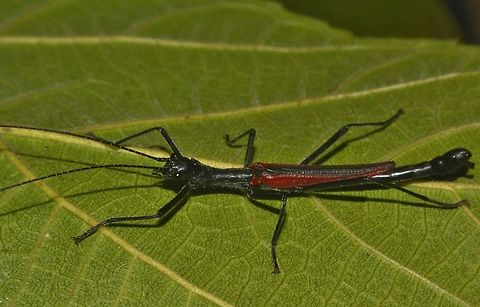 Black-and-Red Stick Insect - Male This is a male Phasmid of the species Orthomeria kangi.
The distinctive feature of this species is the red wings.  Males of this species have full wings and are capable of short flights.  The body is all black in colour.  Unlike the females, have to yet to observe the brown variation in the males.

The female of this species can be seen here :

https://www.jungledragon.com/image/45402/black-and-red_stick_insect.html
 Benguet,Black-and-Red Stick Insect,Geotagged,Orthomeria kangi,Phasmid,Philippines,Spring,Stick Insect