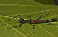 Black-and-Red Stick Insect - Male This is a male Phasmid of the species Orthomeria kangi.<br />
The distinctive feature of this species is the red wings.  Males of this species have full wings and are capable of short flights.  The body is all black in colour.  Unlike the females, have to yet to observe the brown variation in the males.<br />
<br />
The female of this species can be seen here :<br />
<br />
https://www.jungledragon.com/image/45402/black-and-red_stick_insect.html<br />
 Benguet,Black-and-Red Stick Insect,Geotagged,Orthomeria kangi,Phasmid,Philippines,Spring,Stick Insect