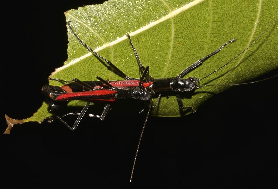 Black -and-Red Stick Insect- Couple This is a pair of adult Phasmid of the species Orthomeria kangi.<br />
The distinctive features of this species is the red wings. Benguet,Black-and-Red Stick Insect,Fall,Geotagged,Orthomeria kangi,Phasmid,Philippines,Stick Insect