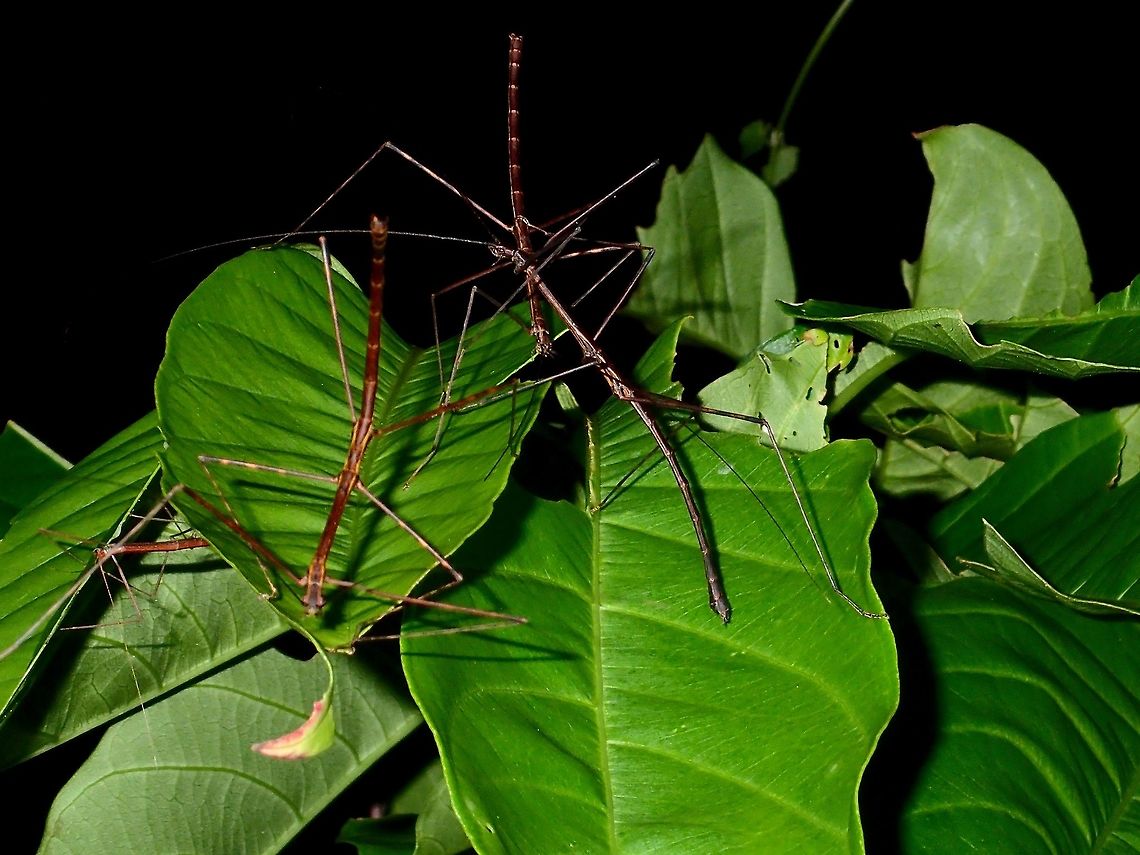 Stick Party This Phasmids of the species Rhamphosipyloidea gorkomi seems to be very prolific and as can be seen this picture, several of them are gathered in the same food plants. Geotagged,Gorkom's Stick Insect,Philippines,Rhamphosipyloidea gorkomi,Subic Bay,Summer