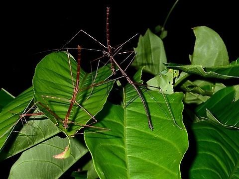 Stick Party This Phasmids of the species Rhamphosipyloidea gorkomi seems to be very prolific and as can be seen this picture, several of them are gathered in the same food plants. Geotagged,Gorkom's Stick Insect,Philippines,Rhamphosipyloidea gorkomi,Subic Bay,Summer
