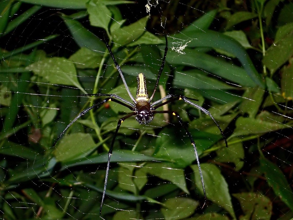 Golden Orb Web Spider This Golden Orb Web Spider - Nephila pilipes is probably the most common Orb Web Spider. Geotagged,Nephila pilipes,Northern Golden Orb Weaver,Philippines,Subic Bay,Summer