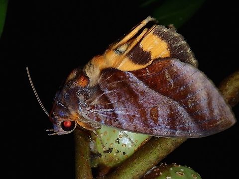 Fruit-piercing Moth - Eudocima sp This is a Fruit-piercing Moth, probably from the genus Eudocima.
It was seen feeding on ficus fruit. Eudocima,Eudocima sp,Fruit-pierching Moth,Geotagged,Moth,Philippines,Subic Bay,Summer
