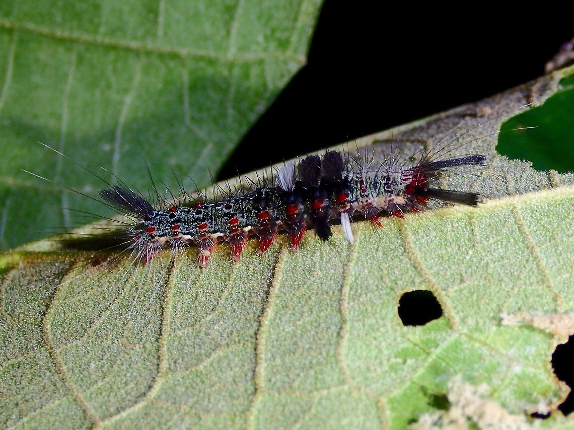 Caterpillar of Brown Tussock Moth This is a Caterpillar of Tussock Moth, could possibly be of the species Olene mendosa but not 100% sure. Brown Tussock Moth,Caterpillar,Geotagged,Olene mendosa,Philippines,Subic Bay,Summer
