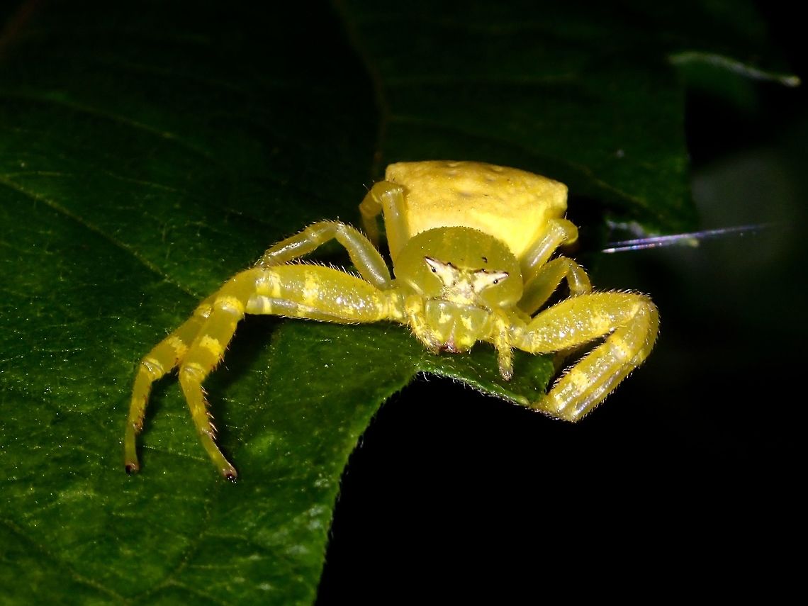 Yellow Crab Spider This Crab Spider - Thomisus sp (?) capable to change colour over a period of time although they are mostly either white or yellow in colour.  They usually hangs around flowers, waiting for their prey.<br />
<br />
Update : Possible ID is Masked Crab Spider - Thomisus labefactus, seems to be a widely distributed species in Asia. Crab Spider,Geotagged,Philippines,Spider,Subic Bay,Summer,Thomisus,Thomisus sp