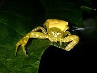 Yellow Crab Spider This Crab Spider - Thomisus sp (?) capable to change colour over a period of time although they are mostly either white or yellow in colour.  They usually hangs around flowers, waiting for their prey.<br />
<br />
Update : Possible ID is Masked Crab Spider - Thomisus labefactus, seems to be a widely distributed species in Asia. Crab Spider,Geotagged,Philippines,Spider,Subic Bay,Summer,Thomisus,Thomisus sp