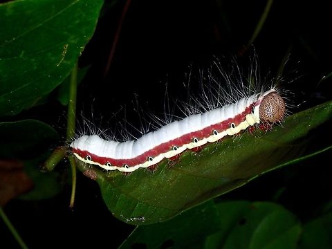 Caterpillar Quite a big sized Caterpillar, with red band running on the side of its body and black spots along the red band. Caterpillar,Geotagged,Philippines,Subic,Summer