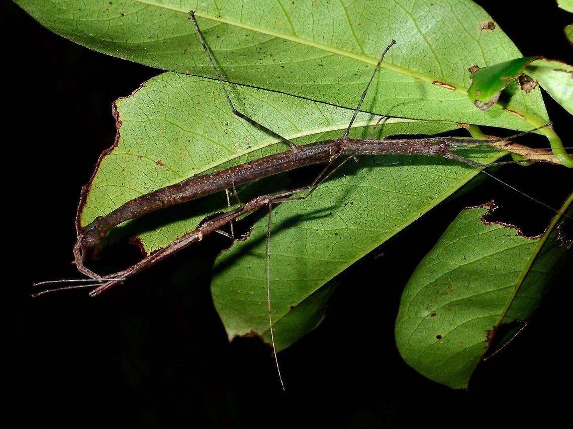 Stick-y fun - Asystata sp This is a pair of Phasmid from the genus Asystata.<br />
The Male is much smaller than the Female.<br />
They have whitish markings on their wing covers, tegmina. Asystata,Asystata sp,Geotagged,Phasmid,Philippines,Stick Insect,Subic Bay,Summer