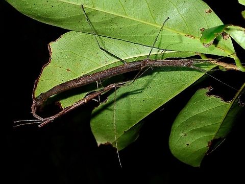 Stick-y fun - Asystata sp This is a pair of Phasmid from the genus Asystata.
The Male is much smaller than the Female.
They have whitish markings on their wing covers, tegmina. Asystata,Asystata sp,Geotagged,Phasmid,Philippines,Stick Insect,Subic Bay,Summer