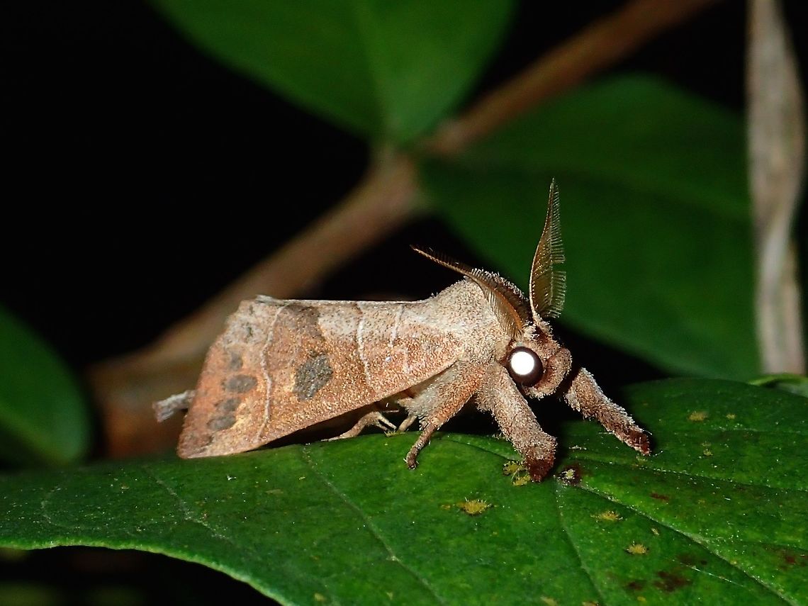 Prominent Moth - Scirpophaga sp  Geotagged,Moth,Philippines,Prominent Moth,Scirpophaga,Scirpophaga sp,Subic,Summer