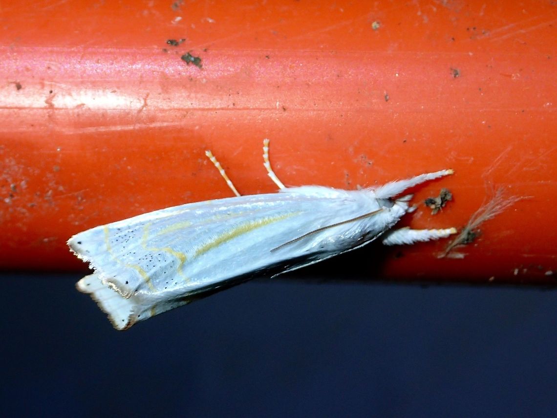 Crambid Moth - Scirpophaga sp This is a Crambid Moth from the genus Scirpophaga Crambid Moth,Geotagged,Moth,Philippines,Scirpophaga,Scirpophaga sp,Subic Bay,Summer