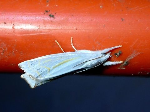 Crambid Moth - Scirpophaga sp This is a Crambid Moth from the genus Scirpophaga Crambid Moth,Geotagged,Moth,Philippines,Scirpophaga,Scirpophaga sp,Subic Bay,Summer