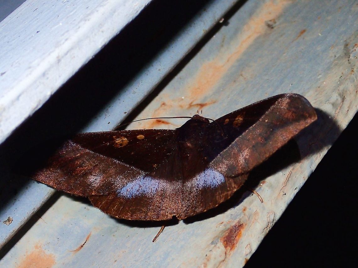 Moth - Ischyja hemiphaea The ID help I received is certain this one is from the genus Ischyja and possibly a female Ischyja hemiphaea, but not definitely sure with it. Geotagged,Ischyja hemiphaea,Moth,Philippines,Subic Bay,Summer