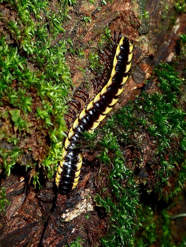Tractor Millipede This Millipede is yellow in colour with a black band running from the head to the tail. Geotagged,Millipede,Philippines,Subic Bay,Summer,Tractor Millipede