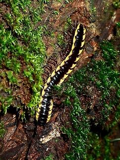 Tractor Millipede This Millipede is yellow in colour with a black band running from the head to the tail. Geotagged,Millipede,Philippines,Subic Bay,Summer,Tractor Millipede