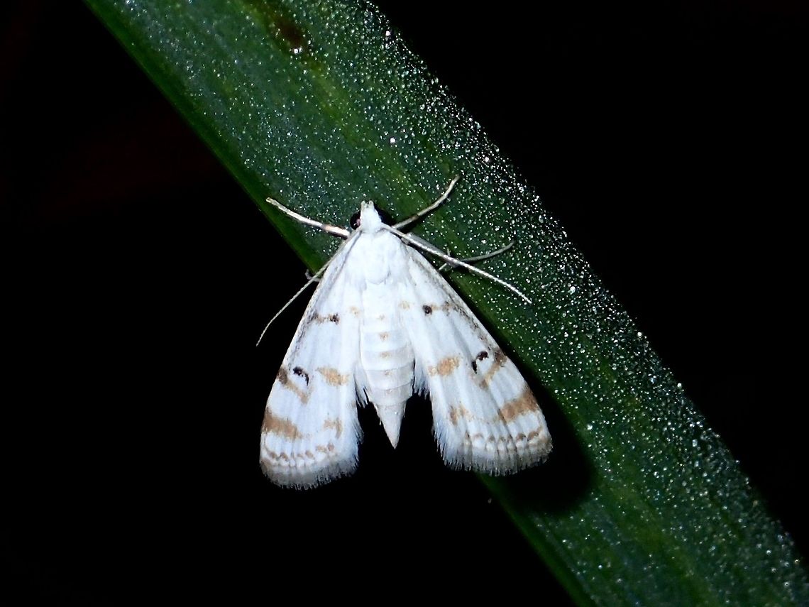 Crambid Moth This is a Crambid Moth - Parapoynx stagnalis Geotagged,Moth,Parapoynx stagnalis,Philippines,Subic Bay,Summer