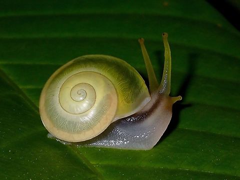 Golden Snail This yellowish/golden coloured snails has eyes on the tip of its upper tentacles. Geotagged,Golden Snail,Philippines,Snail,Subic Bay,Summer