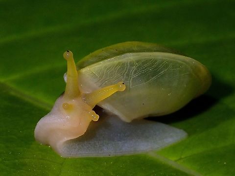 Here's looking at you  Geotagged,Philippines,Snail,Subic Bay,Summer