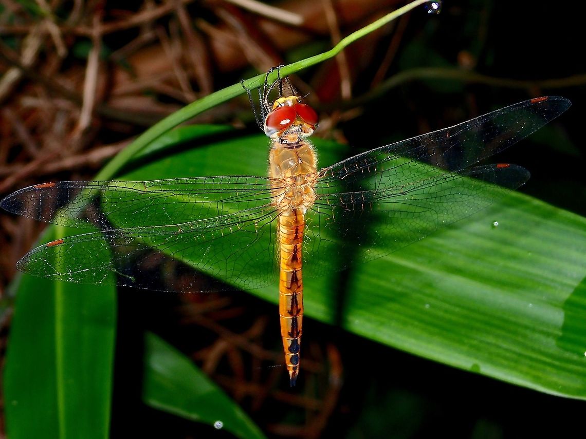 Dragonfly  Dragonfly,Geotagged,Pantala flavescens,Philippines,Subic Bay,Summer,Wandering Glider