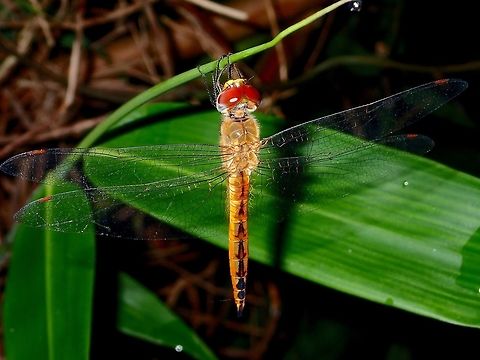 Dragonfly  Dragonfly,Geotagged,Pantala flavescens,Philippines,Subic Bay,Summer,Wandering Glider