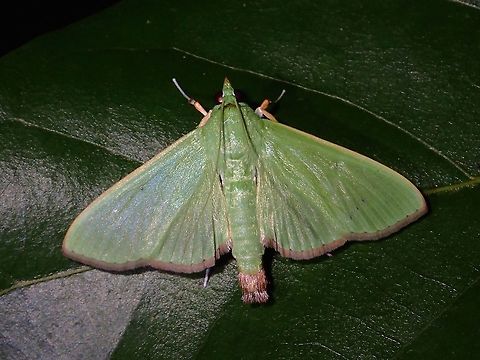 Crambid Moth - Parotis sp This is a Crambid Moth from the genus Parotis.
Unfortunately, it is not possible to specifically ID them to the species level as they have androconial scales (perfume!!) and internal reproductive morphology which requires dissection to verify them for certainty.

Most IDs given is Parotis marginata, whereby they mostly similar looking Parotis sp are lumped together in this species, most of the time in error. Crambid Moth,Geotagged,Moth,Parotis,Parotis sp,Philippines,Subic Bay,Summer