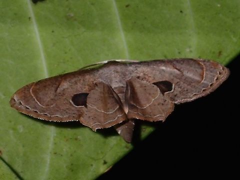 Uraniid Moth - Phazaca sp  Geotagged,Moth,Phazaca,Phazaca sp,Philippines,Subic Bay,Summer,Uraniid Moth
