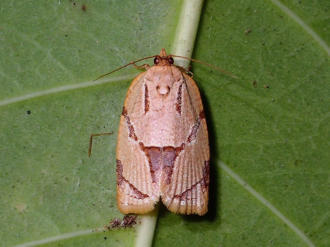 Tortrix Moth - Archips sp This is a Tortrix Moth from the genus Archips Archip,Archips sp.,Geotagged,Moth,Philippines,Subic Bay,Summer,Tortrix Moth