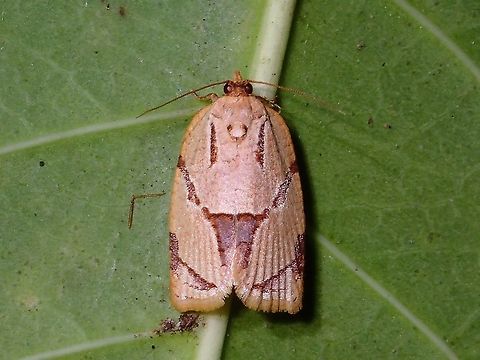 Tortrix Moth - Archips sp This is a Tortrix Moth from the genus Archips Archip,Archips sp.,Geotagged,Moth,Philippines,Subic Bay,Summer,Tortrix Moth