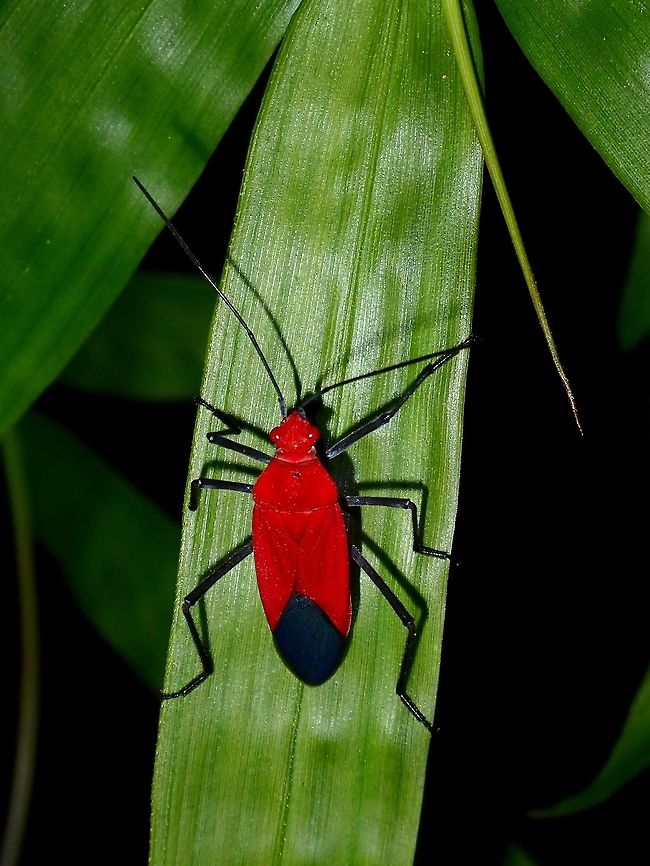 Stinky Bug Red coloured Stink Bug, with red patch at the end of its abdomen.<br />
It also has red eyes. Geotagged,Philippines,Stink Bug,Subic Bay,Summer