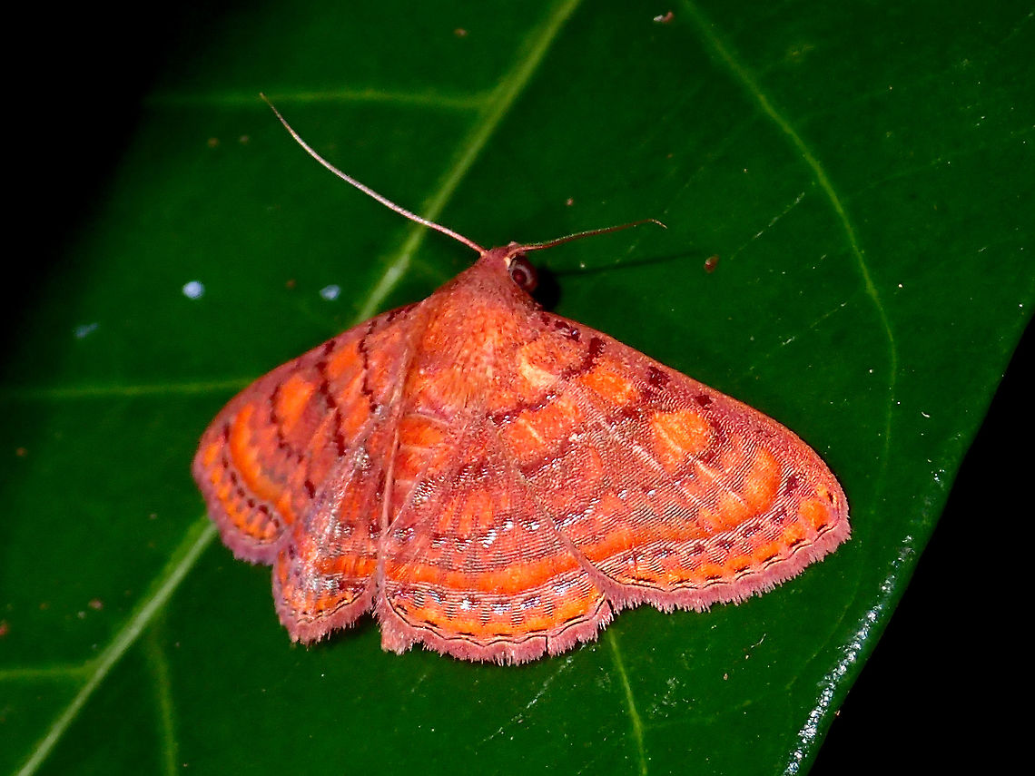 Red Moth - Homodes sp Brightly coloured with interesting patterns on its wings and also interesting scales on the hinge of its wings.<br />
This is possibly and Erebid Moth from the genus Homodes. Erebid Moth,Geotagged,Homodes,Homodes sp.,Moth,Philippines,Subic Bay,Summer