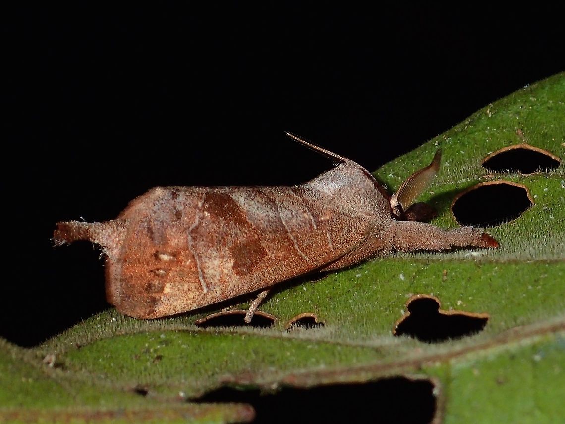 Prominent Moth - Clostera sp This is a Prominent Moth from the genus Clostera. Closetera,Clostera sp.,Geotagged,Moth,Philippines,Prominent Moth,Subic Bay,Summer