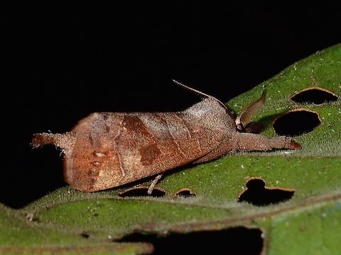Prominent Moth - Clostera sp This is a Prominent Moth from the genus Clostera. Closetera,Clostera sp.,Geotagged,Moth,Philippines,Prominent Moth,Subic Bay,Summer
