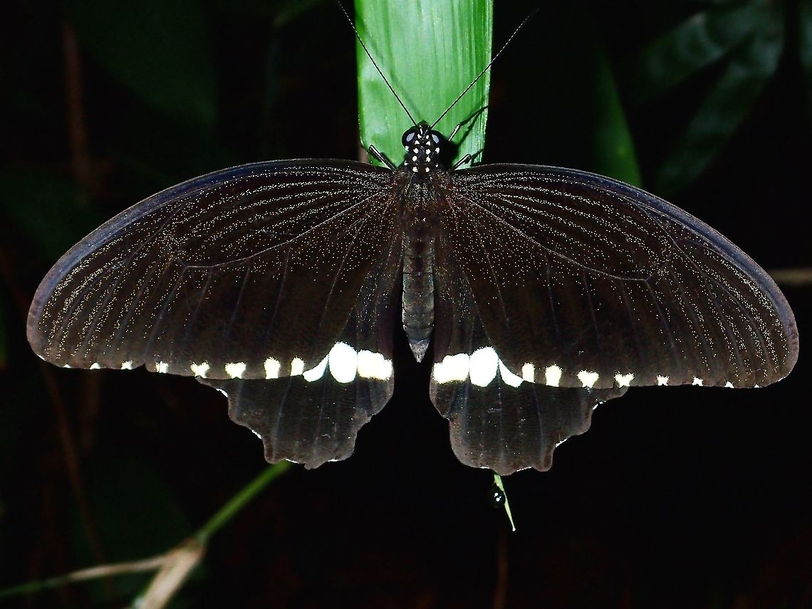 Common Mormon Common Mormon Butterfly, sleeping during the night Butterfly,Common Mormon,Geotagged,Menelaides polytes ledebouria,Mormon,Papilio polytes,Philippines,Subic Bay,Summer