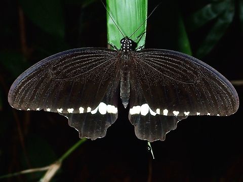 Common Mormon Common Mormon Butterfly, sleeping during the night Butterfly,Common Mormon,Geotagged,Menelaides polytes ledebouria,Mormon,Papilio polytes,Philippines,Subic Bay,Summer