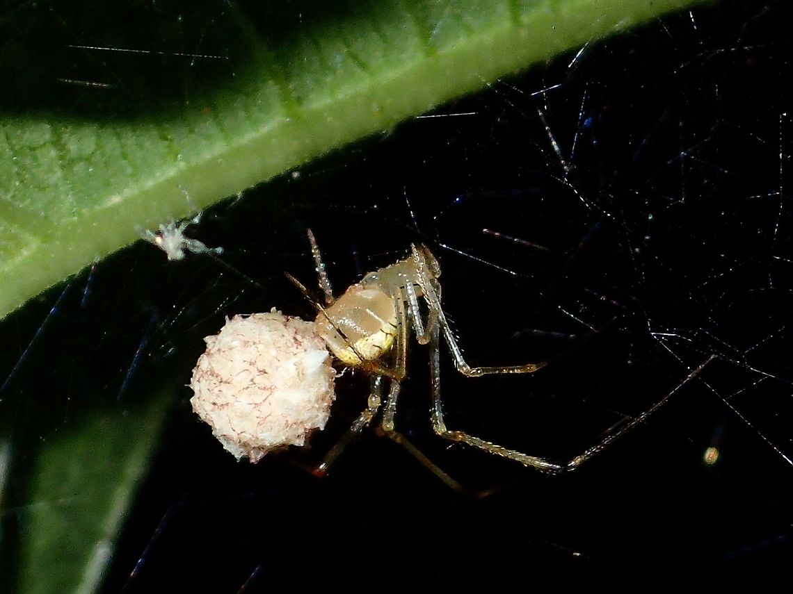 Brooding her Eggs This is a small Spider, carrying/brooding her egg cocoon/sac. Eggs,Geotagged,Philippines,Spider,Subic Bay,Summer