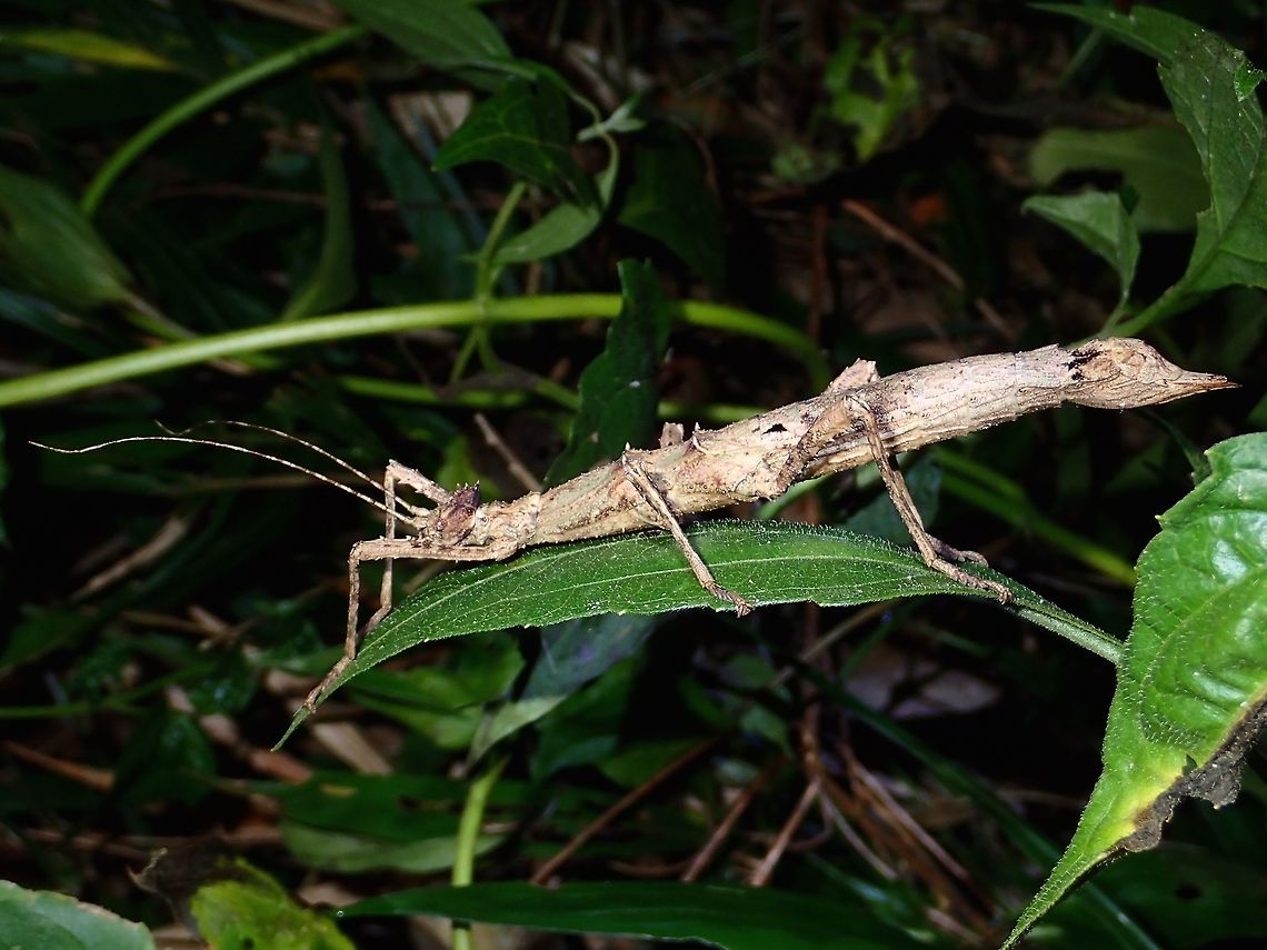 Stick Insect, Phasmid - Sungaya inexpetata, Female This is a Female Phasmid of the species Sungaya inexpectata.<br />
The genus name of Sungaya was created based on village where it was first discovered, Sungay.<br />
<br />
Male of this species can be seen here :<br />
<br />
<figure class="photo"><a href="https://www.jungledragon.com/image/45450/stick_insect_phasmid_-_sungaya_inexpetata_male.html" title="Stick Insect, Phasmid - Sungaya inexpetata, Male"><img src="https://s3.amazonaws.com/media.jungledragon.com/images/2994/45450_thumb.jpg?AWSAccessKeyId=05GMT0V3GWVNE7GGM1R2&Expires=1763596810&Signature=1peRQBQ9EPbwaIy6qRkJBiMAt3g%3D" width="200" height="150" alt="Stick Insect, Phasmid - Sungaya inexpetata, Male This is a male Phasmid of the species Sungaya inexpectata.<br />
<br />
Female of this species can be seen here :<br />
<br />
https://www.jungledragon.com/image/45449/stick_insect_phasmid_-_sungaya_inexpetata.html<br />
Geotagged,Philippines,Summer,Sungaya inexpectata,Sunny stick insect" /></a></figure><br />
<br />
At the moment, there is only one species - Sungaya inexpectata under this new genus. The name inexpectata means, unexpected in Latin, as the discovery was unexpected.<br />
<br />
I have come across a similar looking Phasmid from a different region in Philippines and it would be interesting to find out if they are the same species or different. Geotagged,Philippines,Subic Bay,Summer,Sungaya inexpectata,Sunny stick insect