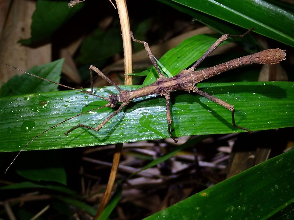 Stick Insect, Phasmid - Sungaya inexpetata, Male This is a male Phasmid of the species Sungaya inexpectata.<br />
<br />
Female of this species can be seen here :<br />
<br />
<figure class="photo"><a href="https://www.jungledragon.com/image/45449/stick_insect_phasmid_-_sungaya_inexpetata_female.html" title="Stick Insect, Phasmid - Sungaya inexpetata, Female"><img src="https://s3.amazonaws.com/media.jungledragon.com/images/2994/45449_thumb.jpg?AWSAccessKeyId=05GMT0V3GWVNE7GGM1R2&Expires=1769040010&Signature=BBaUYF0tlXf%2FVFqi3mYwTVCav7I%3D" width="200" height="150" alt="Stick Insect, Phasmid - Sungaya inexpetata, Female This is a Female Phasmid of the species Sungaya inexpectata.<br />
The genus name of Sungaya was created based on village where it was first discovered, Sungay.<br />
<br />
Male of this species can be seen here :<br />
<br />
https://www.jungledragon.com/image/45450/stick_insect_phasmid_-_sungaya_inexpetata_male.html<br />
<br />
At the moment, there is only one species - Sungaya inexpectata under this new genus.  The name inexpectata means, unexpected in Latin, as the discovery was unexpected.<br />
<br />
I have come across a similar looking Phasmid from a different region in Philippines and it would be interesting to find out if they are the same species or different.  Geotagged,Philippines,Subic Bay,Summer,Sungaya inexpectata,Sunny stick insect" /></a></figure><br />
 Geotagged,Philippines,Summer,Sungaya inexpectata,Sunny stick insect
