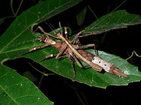Stick Insect, Phasmid - Sungaya inexpectata, Pair (Updated as Sungaya aeta, newly described in Nov 2023) Previously thought to be same species as Sungaya inexpectata, but recently described as new species - Sungaya aeta. Geotagged,Philippines,Subic Bay,Summer,Sungaya aeta